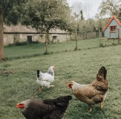 a group of chickens standing in the grass at Tredethick Farm Cottages in Lostwithiel
