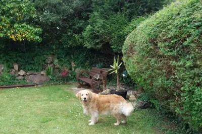 a brown dog standing in the grass in a yard at 1 Bed Caravan Sleeps 2 -Dog Welcome -Free Parking in Penzance