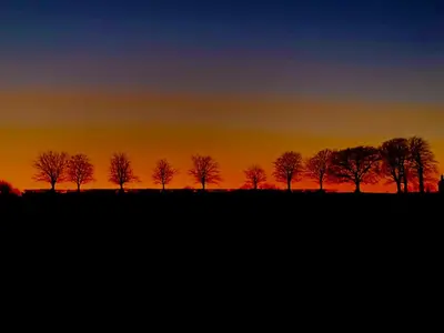 a group of trees in a field at sunset at The Eliot Cottage in South Petherwin