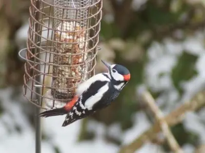 a bird is eating food from a bird feeder at Holiday Home Idyllisches Landhaus Rosemary by Interhome in Liskeard
