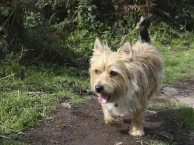 a brown dog walking down a dirt road at Holiday Home Idyllisches Landhaus Rosemary by Interhome in Liskeard