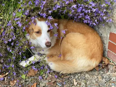 a dog laying in a bed of flowers at Holiday Home Idyllisches Landhaus Rosemary by Interhome in Liskeard