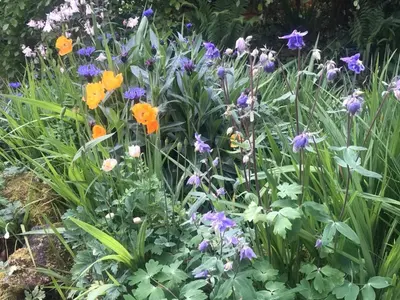 a garden with purple and orange flowers at Holiday Home Idyllisches Landhaus mit wunderschönem Garten by Interhome in Liskeard