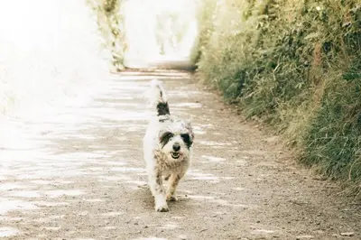 a dog is walking down a dirt road at Romantic Converted Barn Perfect St Agnes Location in St. Agnes