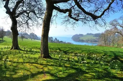 two trees in a field with a lake in the background at Bright Flat with Estuary Views & Parking Falmouth in Falmouth