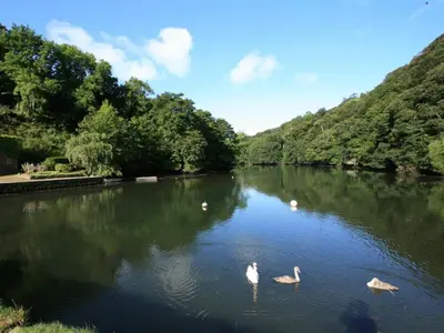 a group of swans swimming in a river at Cuckoo Tor Lanteglos woodland coastline nearby in Lanteglos