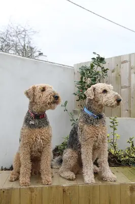 two dogs sitting next to each other on a fence at Trekenna close to Marazion and Praa Sands in Saint Hilary