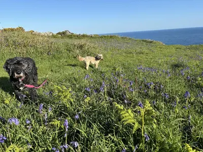 two dogs standing on a grassy hill with purple flowers at The Stable Near St Ives Beaches Dog Friendly in St Ives