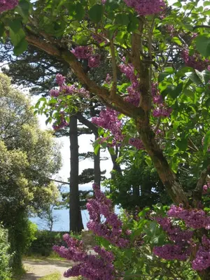 a bunch of purple flowers on a tree at Porthallow Lodge 350m to SWCP Talland Bay Retreat in Talland