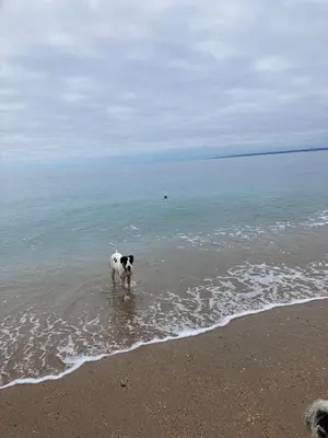 a dog standing in the water on the beach at Church View, Helston Old Town in Helston