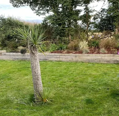 a palm tree in a field of grass at Detached 4 Bed House with large gardens and Hot Tub in St Merryn