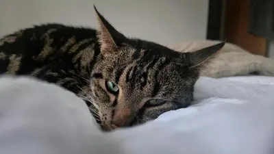 a cat laying on top of a bed at Calm Private Room Near Truro - Short Stays Welcome in Kea