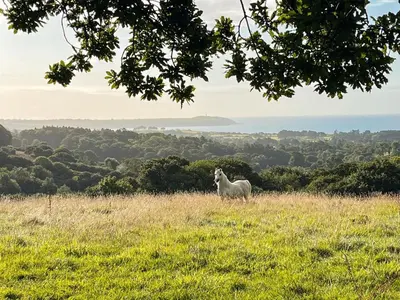 a sheep standing on a hill in a field at Barrel Cabin 2 in Trethurgy