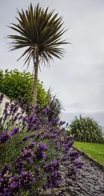 a palm tree in a garden with purple flowers at Atlantic Heights Guest House in St Ives