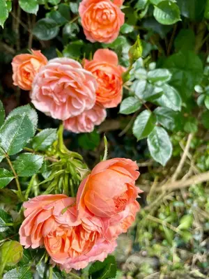 a group of pink flowers with green leaves at Neptunes Rest in St Austell