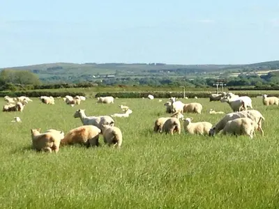 a herd of sheep grazing in a field of grass at The Old Wagon House in Saint Clether