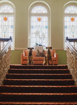 two dogs sitting on the stairs in front of a couch at The Headland Hotel and Spa in Newquay