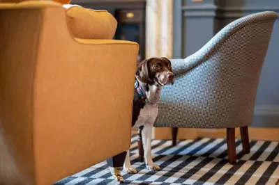 a brown and white dog standing next to a chair at Fowey Hall Hotel in Fowey