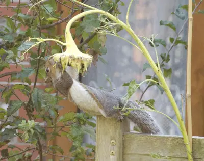 a squirrel eating a banana on a fence at Sunflowers Barn in Looe