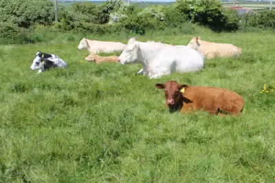 a group of cows laying in a field of grass at Trevanger Farm Bed and Breakfast in Wadebridge