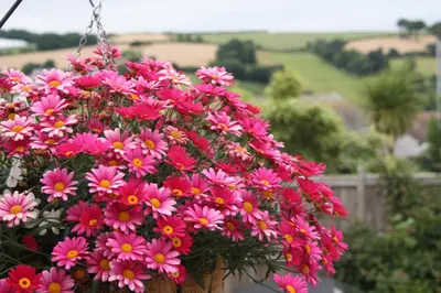 a bunch of pink flowers hanging from a chain at Linton Luxury Holiday Home in Mevagissey