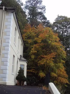 a white house with trees in front of it at Woodlands in Looe
