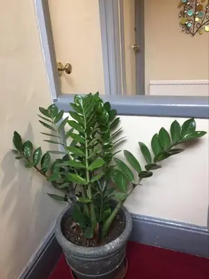 a green plant in a pot in a room at Poltair Guest House in Falmouth