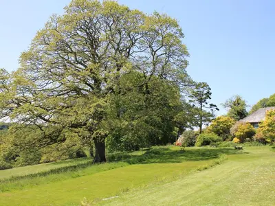 a tree in the middle of a grassy field at Harry in Bodmin