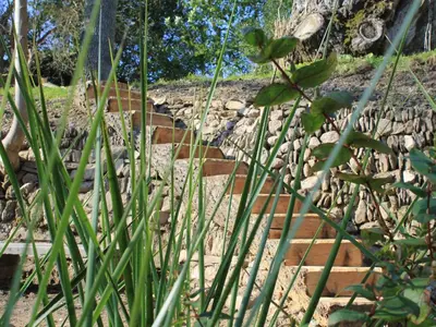 a bunch of tall green grass next to a stone wall at Harry in Bodmin