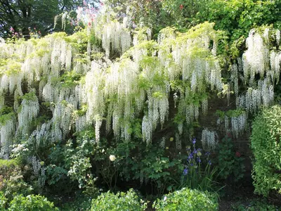 a garden covered in wisterias and flowers at Harry in Bodmin