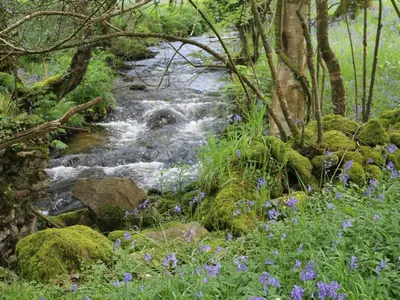 a stream in the woods with flowers in the foreground at Harry in Bodmin