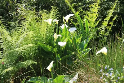 a group of white flowers in the grass at Tom in Bodmin