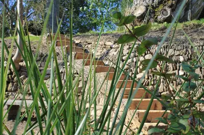 a bunch of tall green grass next to some stairs at Tom in Bodmin