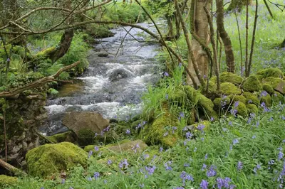 a stream in the woods with purple flowers at Tom in Bodmin