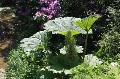a garden with lots of plants and flowers at Dick Cottage in Bodmin