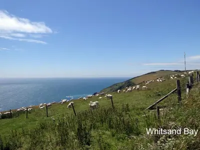 a herd of sheep grazing on a hill near the ocean at The Captains House in Downderry