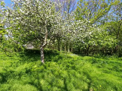 a tree in the middle of a field of grass at Polcreek Farmhouse in Veryan