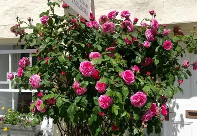 a bunch of pink roses in front of a building at Cyntwell Guest Accommodation in Padstow