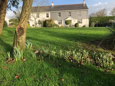 a tree in the grass next to a house at Treweens in Wadebridge