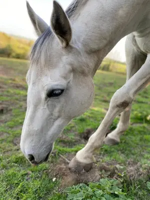 a white horse eating grass in a field at Higher Trewithen in Stithians