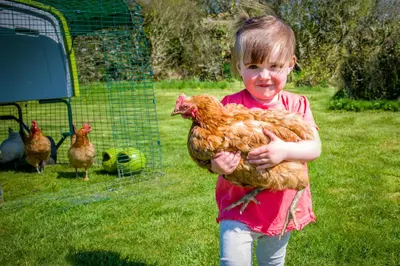 a little girl holding a chicken in a field at Cargurra Farm in Boscastle