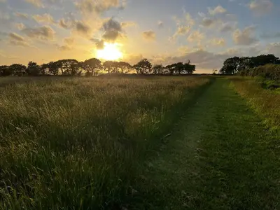 a field of tall grass with the sunset in the background at Swallows Rest in Doublebois