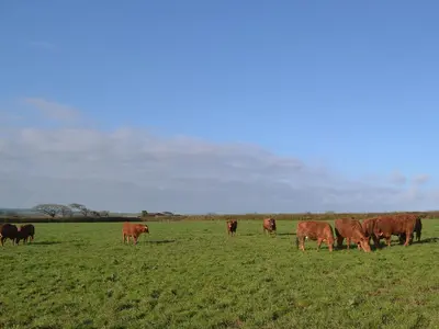 a herd of brown cows grazing in a field at Beckaveans Stable in Jacobstow