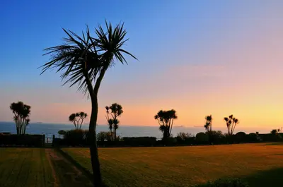 a palm tree in a field at sunset at The Falmouth Hotel in Falmouth