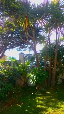 a group of palm trees in a yard with grass at The Blue Palms - Fistral Beach in Newquay