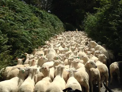 a large herd of sheep walking down a road at The Stable in Saint Clether