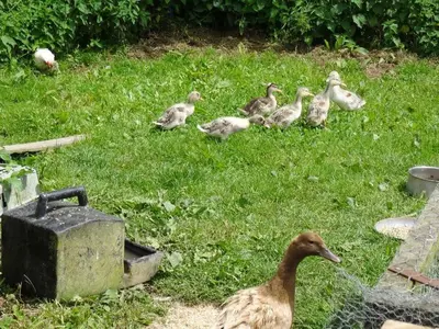 a group of ducks sitting in the grass at Badger Cottage in Mawgan