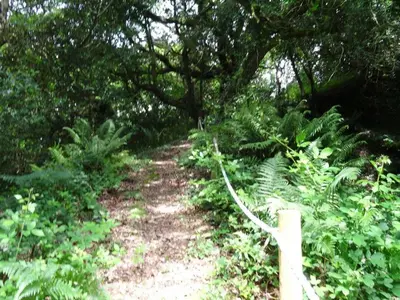 a trail in a forest with trees and plants at Badger Cottage in Mawgan