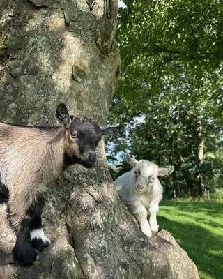 two goats standing on top of a rock at Tregolls Farm Cottages in Wadebridge
