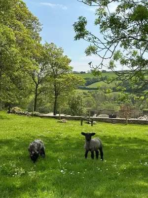 two sheep standing in the grass in a field at Tregolls Farm Cottages in Wadebridge